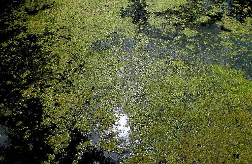 Blue-green algae