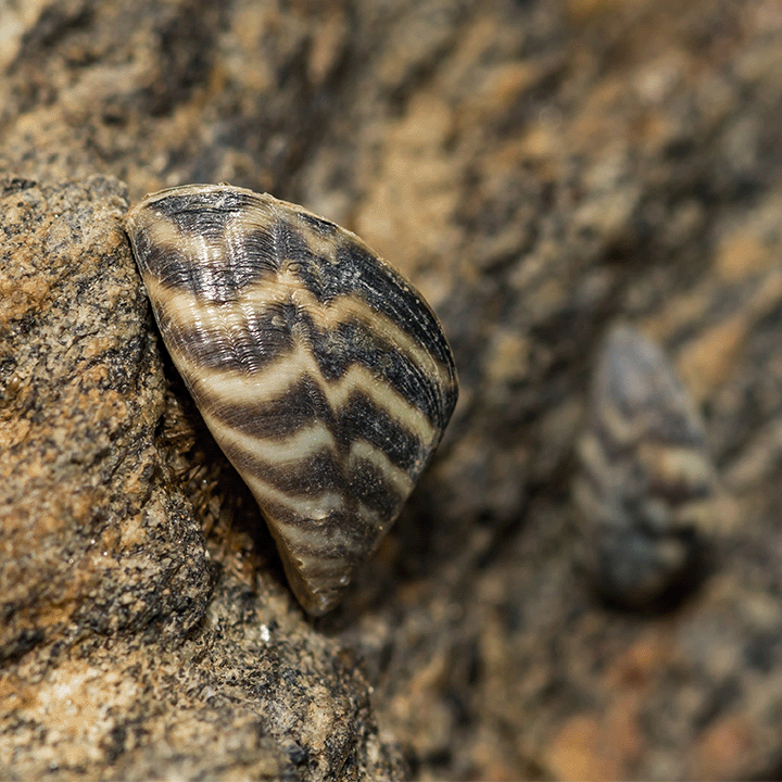 Image of a zebra mussel