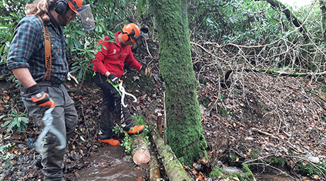 two men in full safety gear in woodland positioning logs into a dam as part of natural flood management